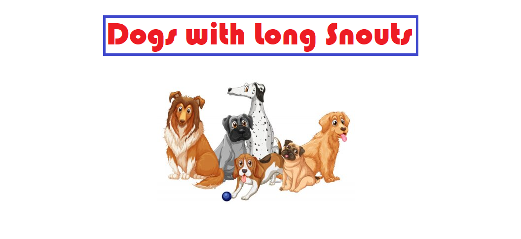 Dogs with Long Snouts – Small + Big Breeds with Pointy Faces