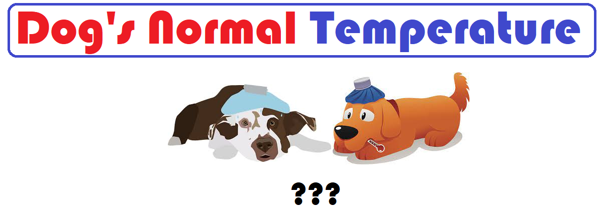 What Is A Dog Normal Temperature?