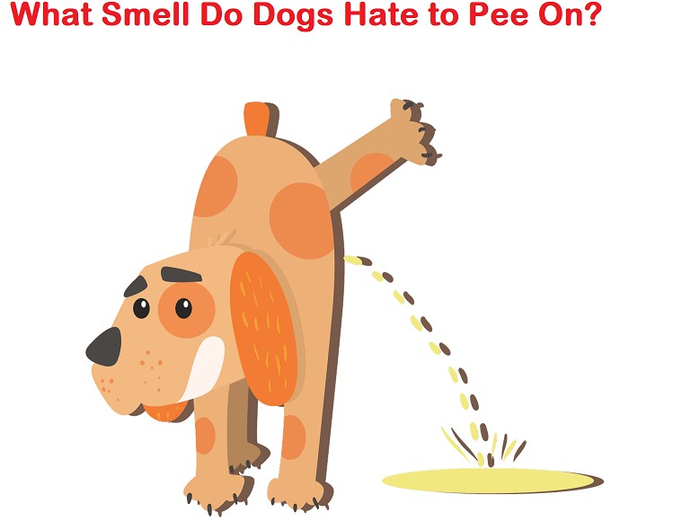 what smell dog don't like to pee