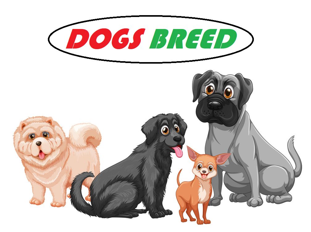 When Can Male Dogs Breed?