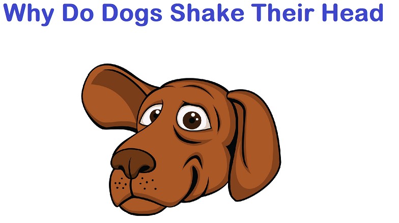 why do dogs shake their head