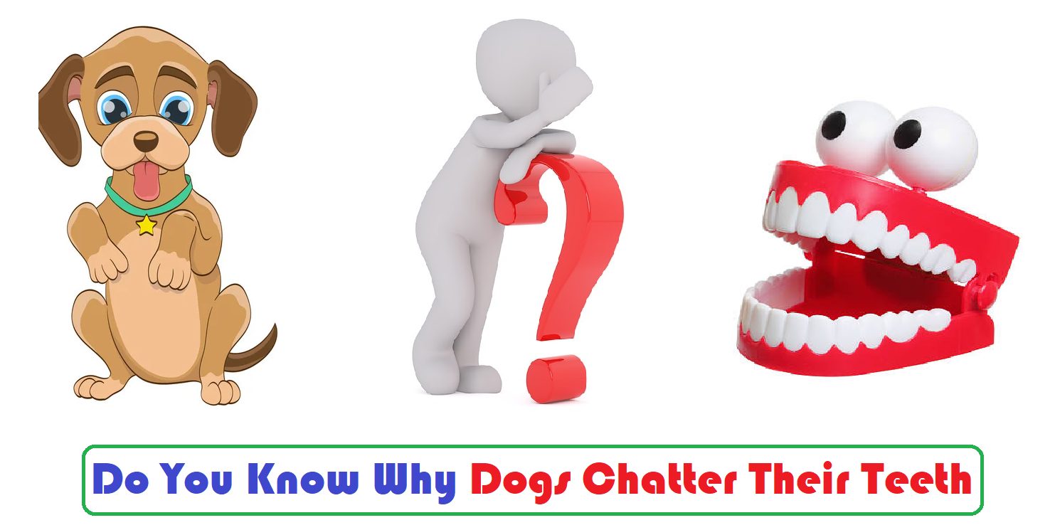 Why Do dogs Chatter Their Teeth?
