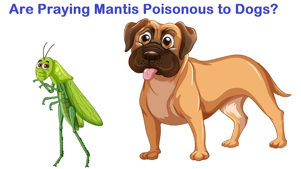 Are Praying Mantis Poisonous to Dogs