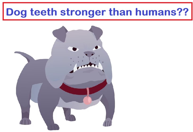 Are dog teeth stronger than humans