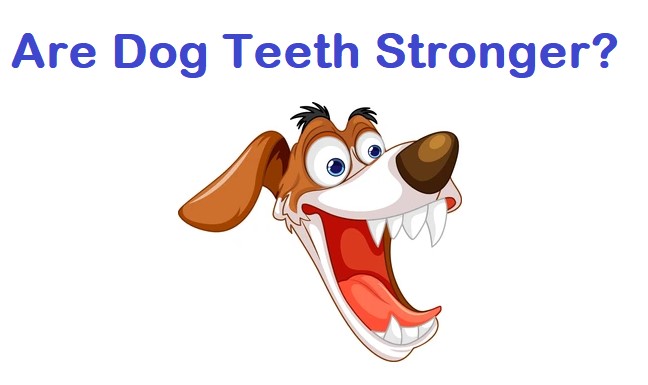 How strong are the dogs teeth