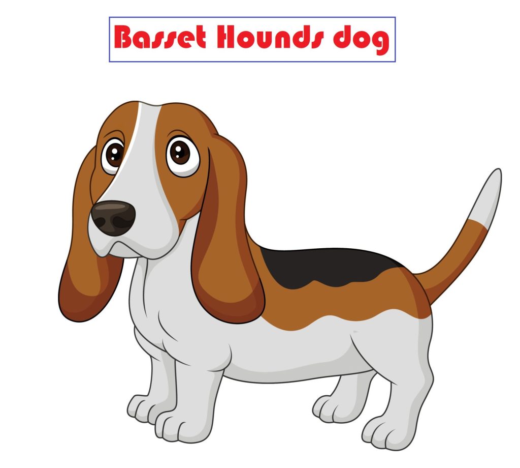 Basset Hounds dog
