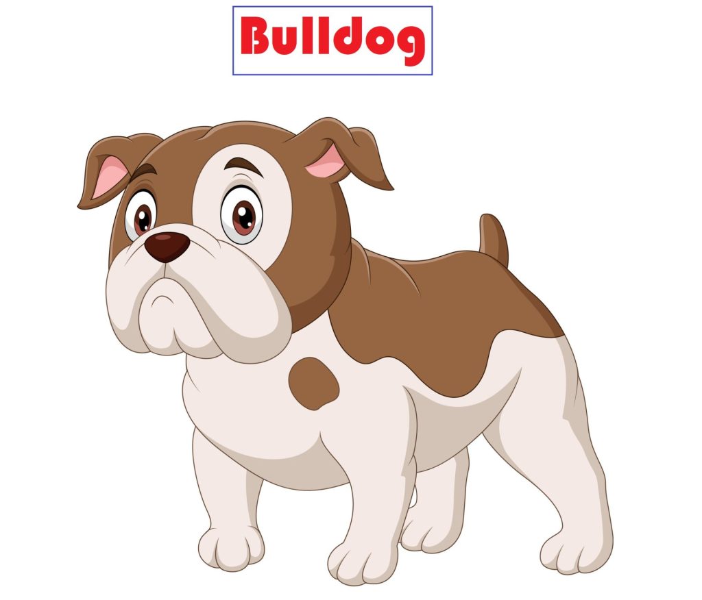 Why are bulldogs so strong? 