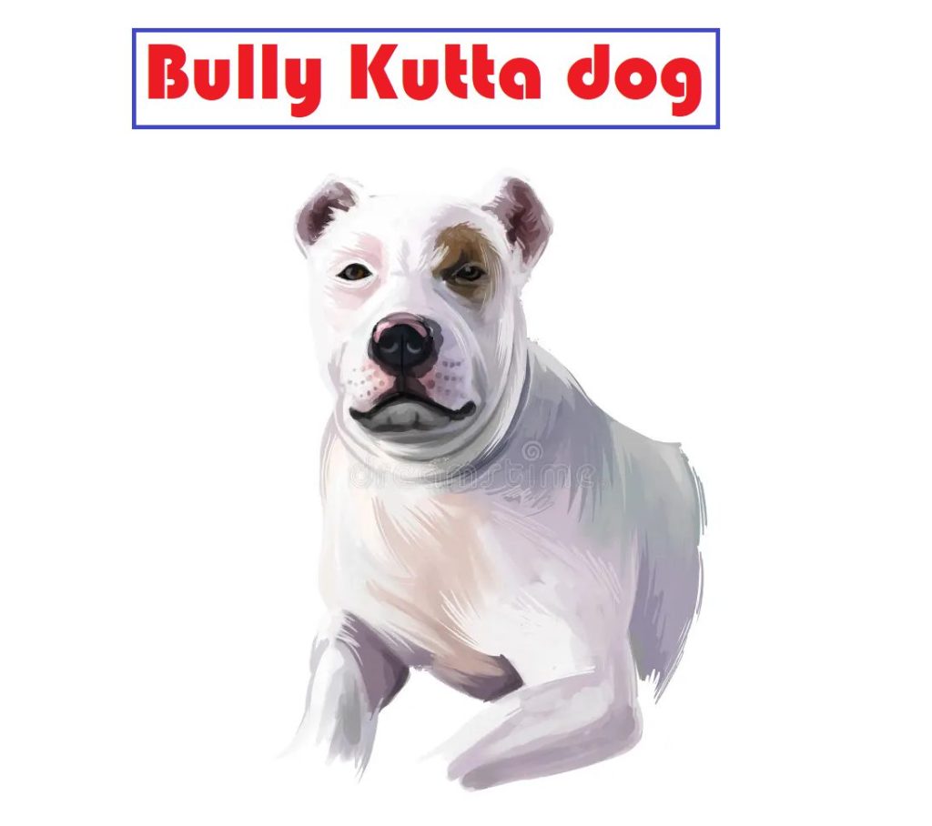 Bully Kutta dogs