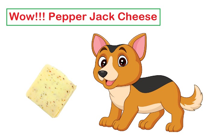 Can Dogs Eat Pepper Jack Cheese