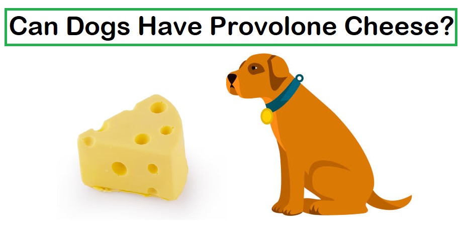 Can Dogs Have Provolone Cheese