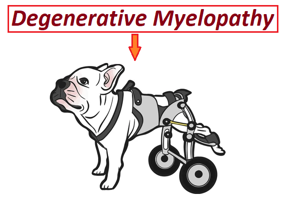 degenerative myelopathy treatment
