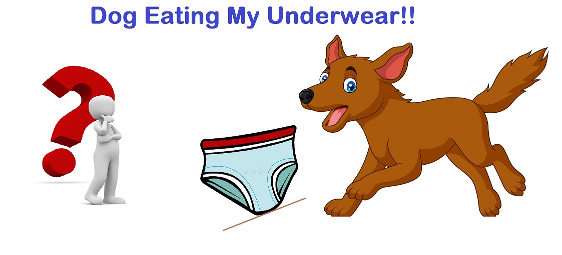 Why Does My Dog Steal My Underwear