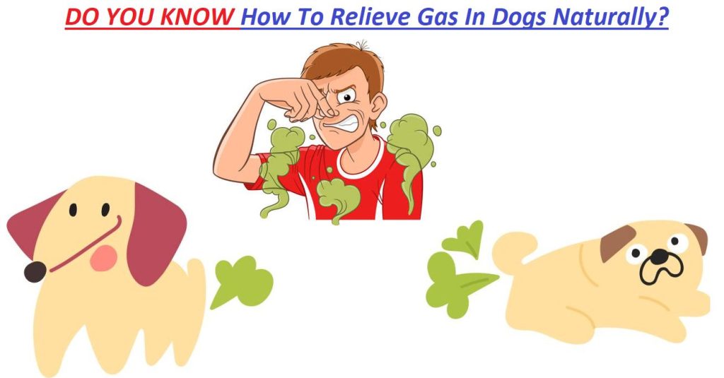 what to feed a dog with gas