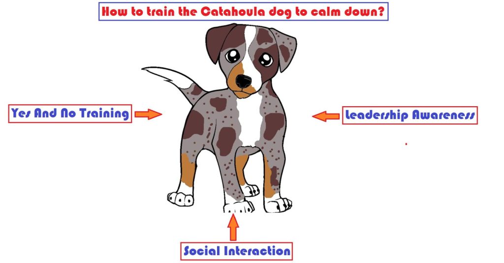 How to train the Catahoula dog to calm down