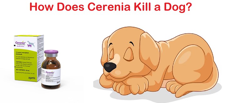 How Does Cerenia Kill a Dog