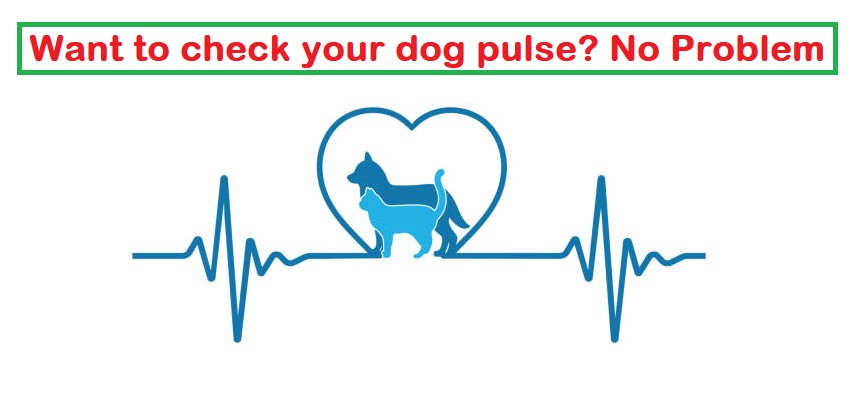 How To Check A Dogs Pulse