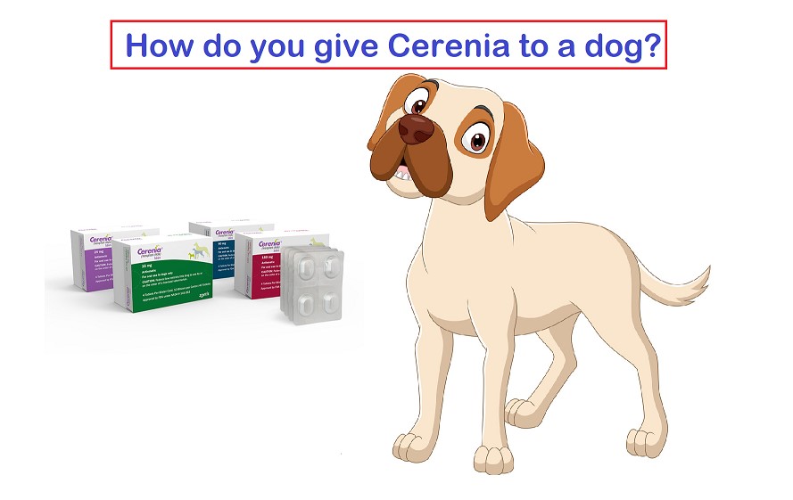 How do you give Cerenia to a dog