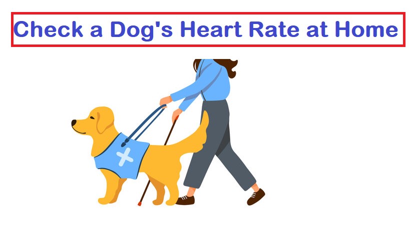 How to Easily Check the Heart Rate of a Dog