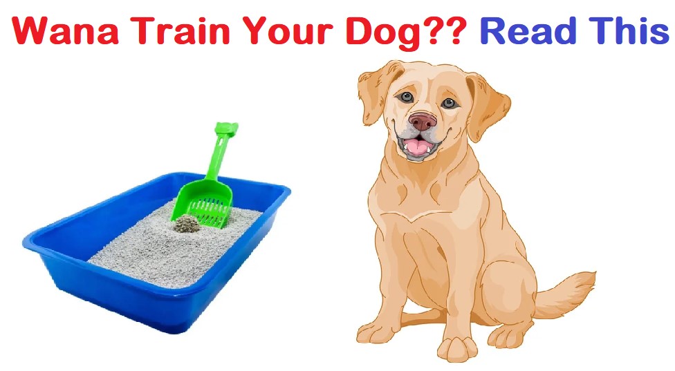 How to Train Your Dog to Use a Litter Box