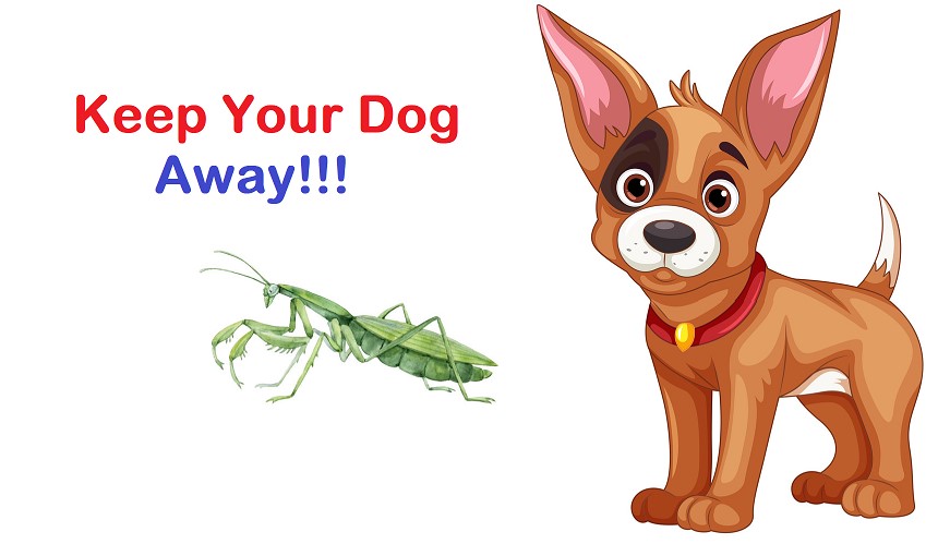 How to keep your dog away from a praying mantis