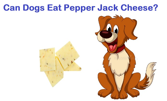 Is Cheese Bad for Dogs