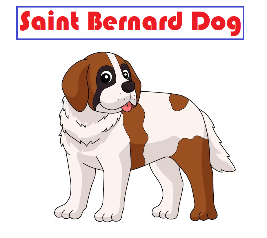 saint bernard dog lifespan