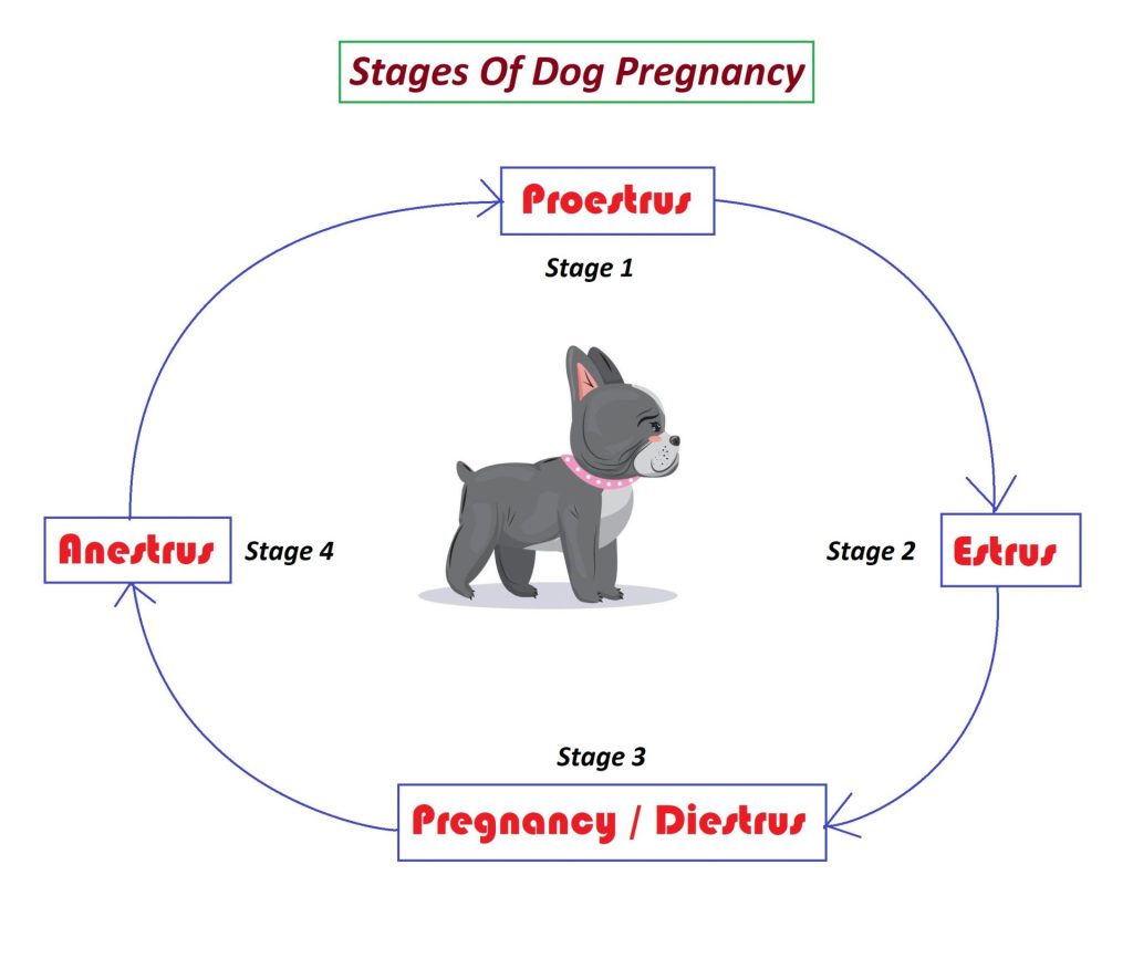 dogs pregnancy stages