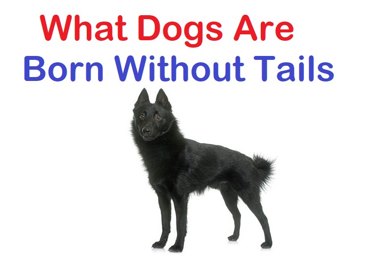 What Dogs Are Born Without Tails