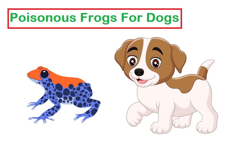 What Frogs Are Poisonous To Dogs