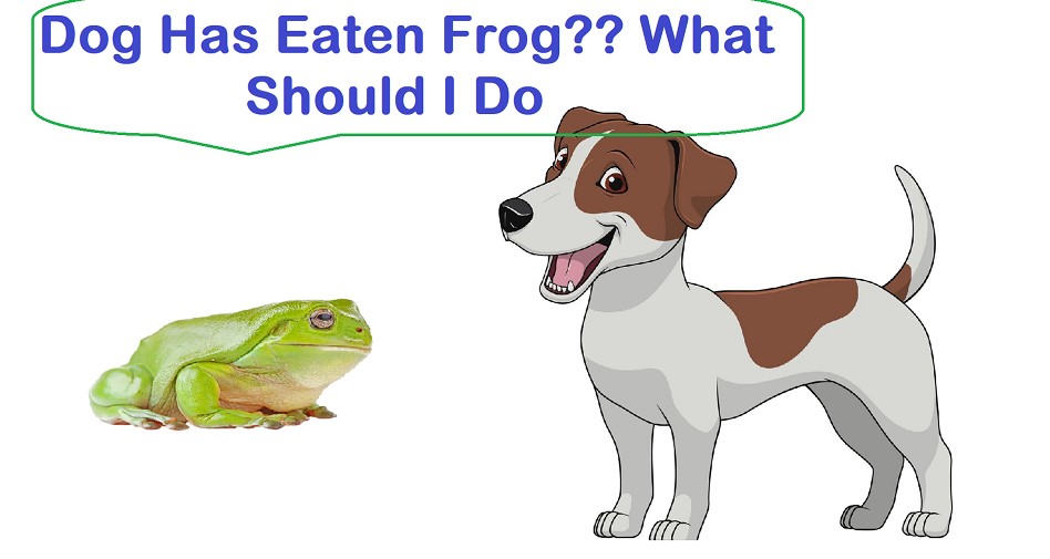 What To Do If Your Dog Ate a Frog