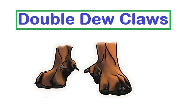 What are Double Dew Claws