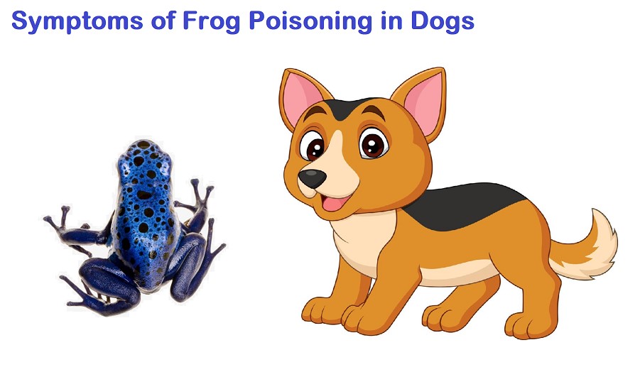 What are the symptoms of frog poisoning in dogs