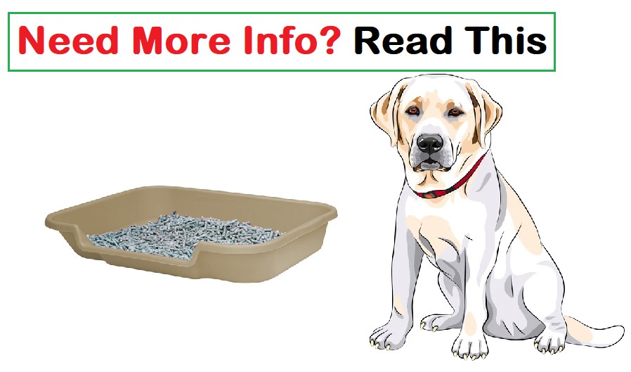 Why Do Cats Use A Litter Box And Dogs Don't