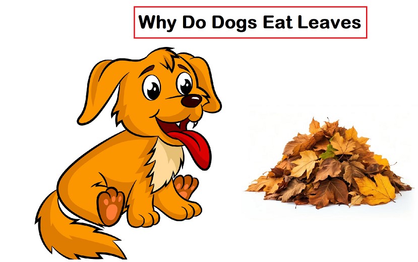 Why Do Dogs Eat Leaves