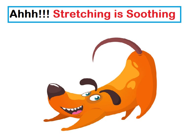 Why Do Dogs Stretch