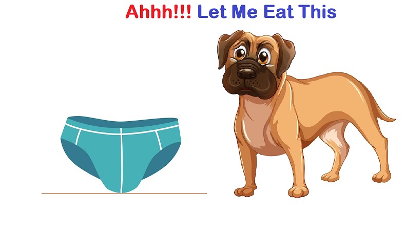 Why Does My Dog Eat My Underwear