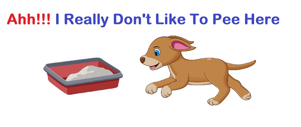 Why Don't Dogs Use Litter Boxes