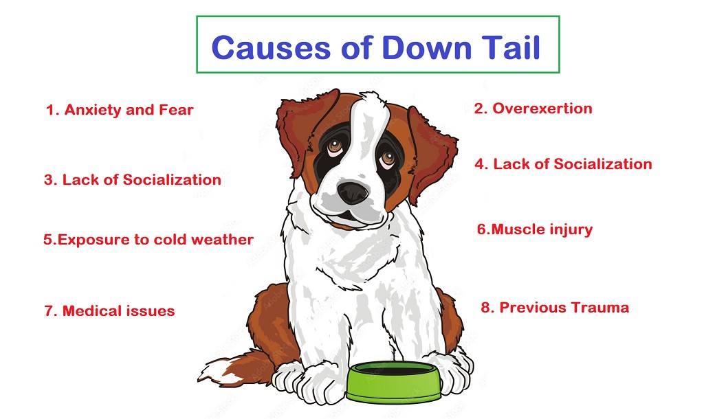 causes of down tail in dogs