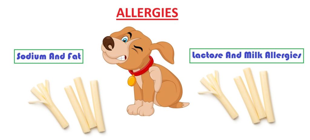 dog allergic to cheese symptoms
