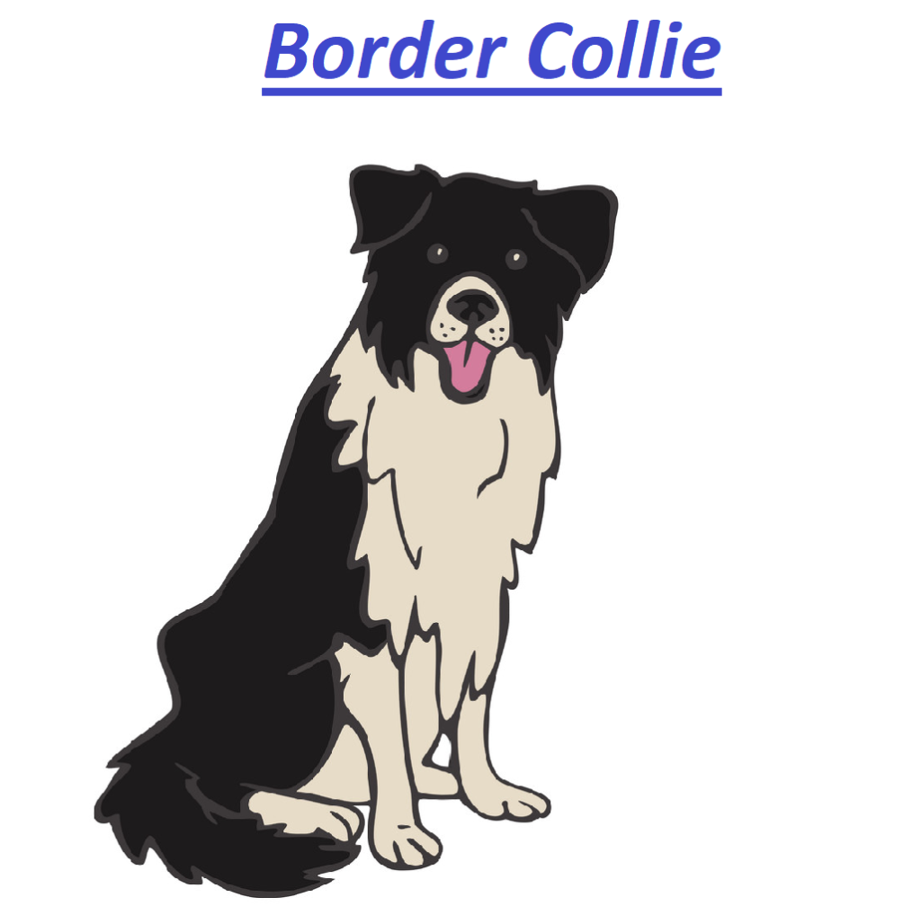 How long can I run my Border Collie? 