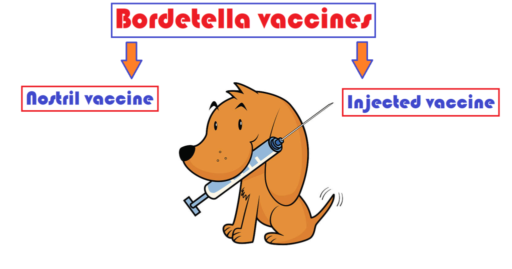 What age is Bordetella vaccine given?