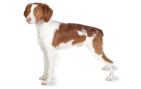 Brittany Spaniel a dog breed Born Without Tail