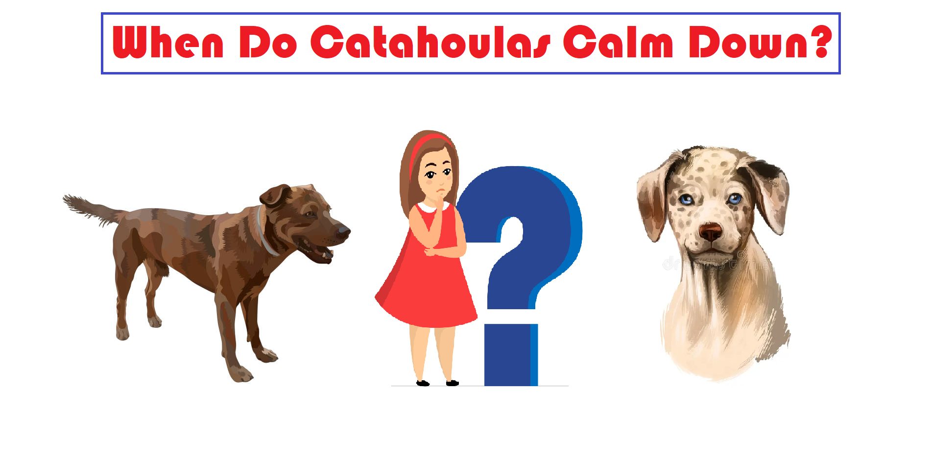 When Do Catahoulas Calm Down?
