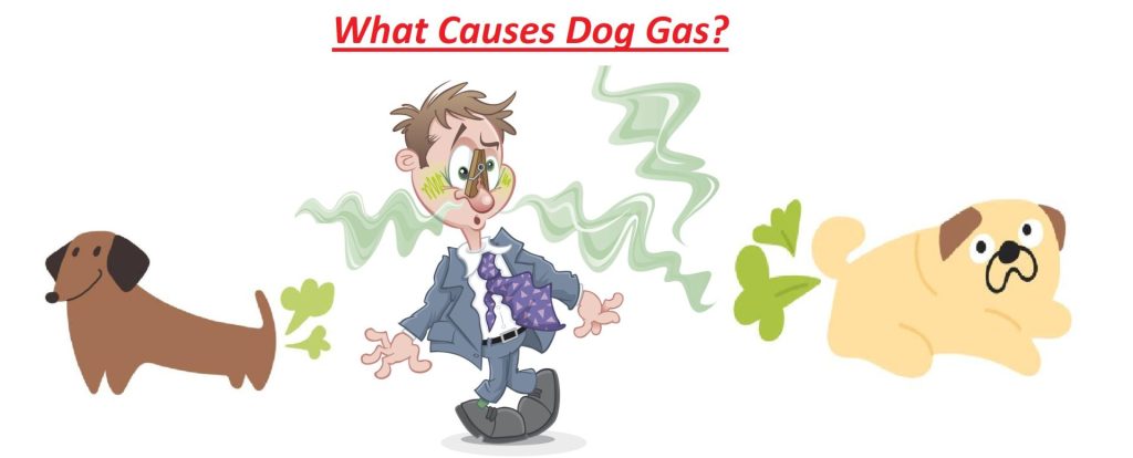 What Causes Dog Gas?