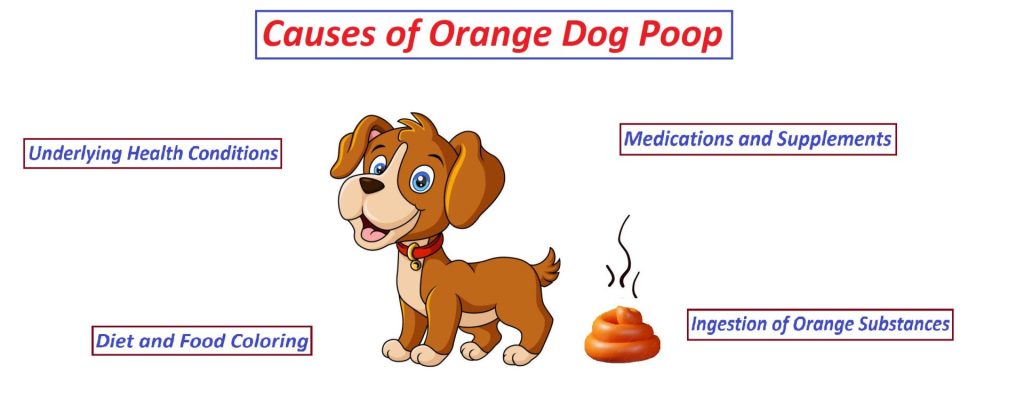 Causes of Orange Dog Poop