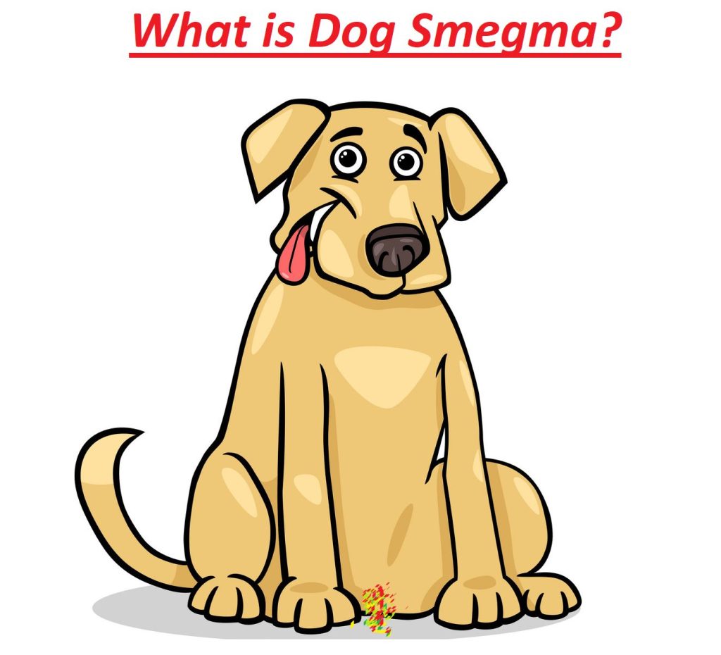 Does dog smegma smell?