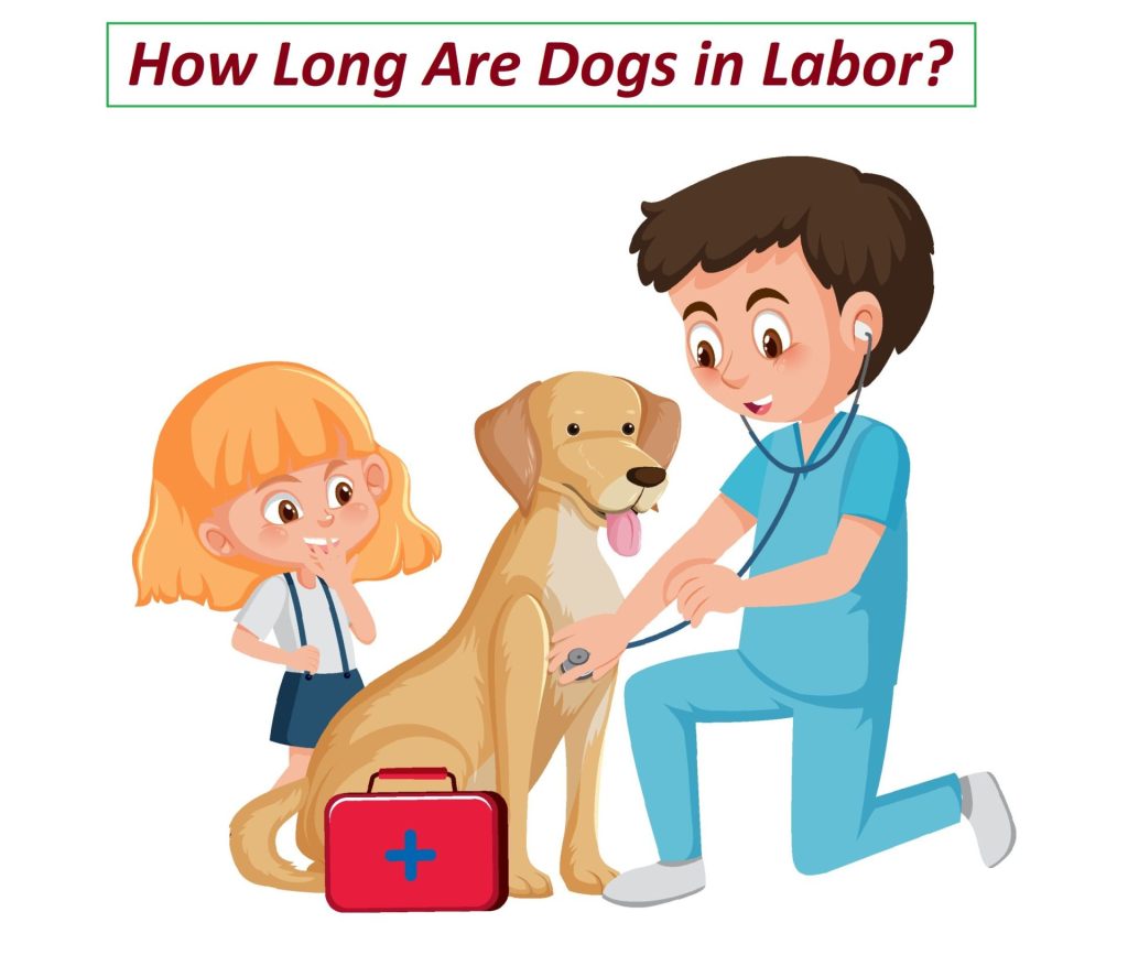 how long are dogs in labor after first puppy