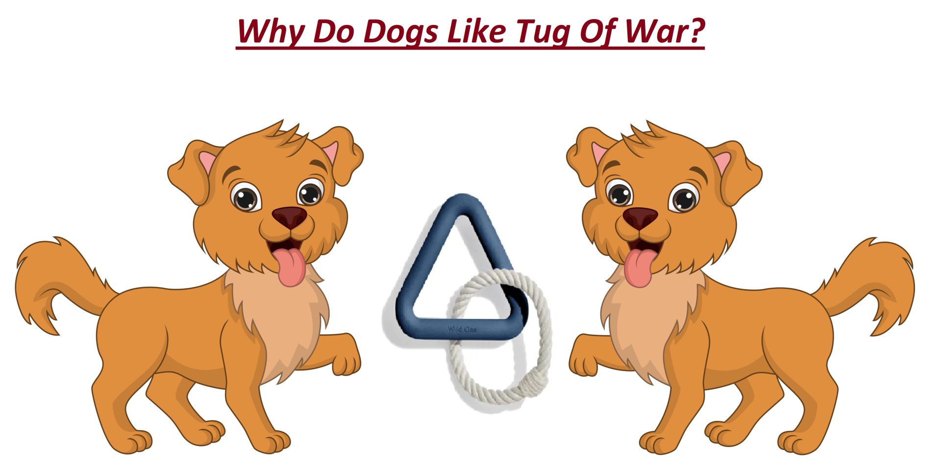 Why Do Dogs Like Tug Of War?
