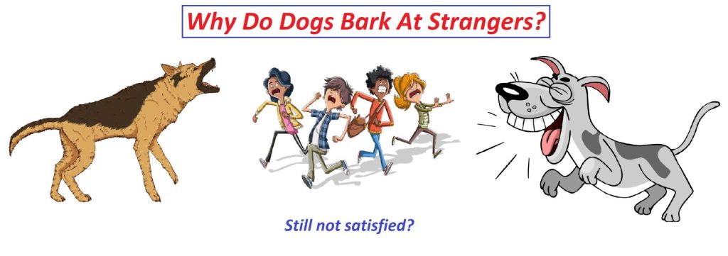 why does my dog bark at strangers on walks?