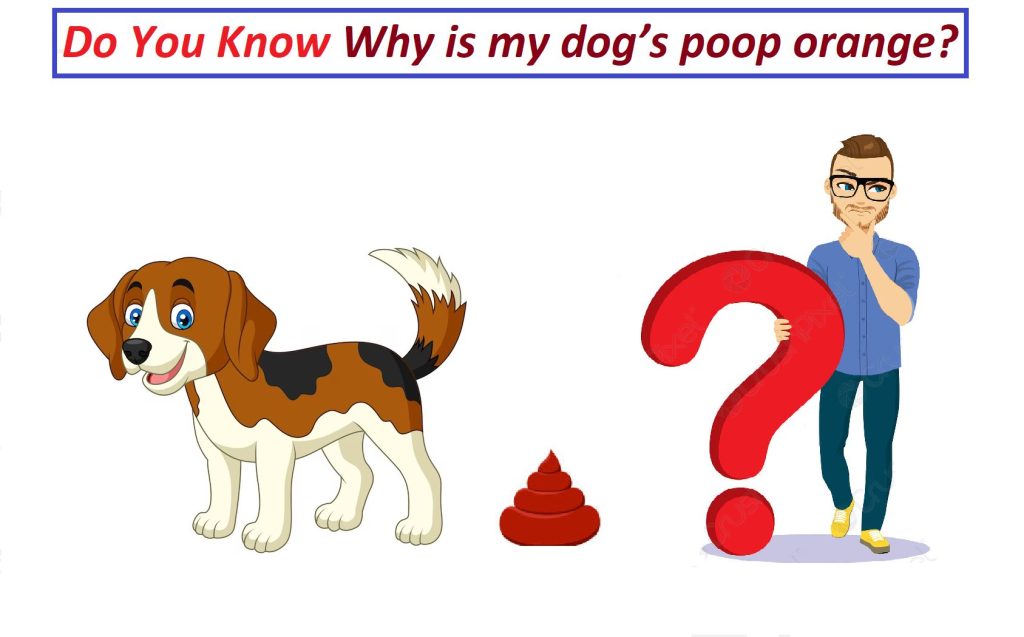 how to treat orange poop in dogs